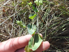 Bupleurum rotundifolium