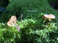 Baeospora