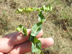 Bupleurum rotundifolium