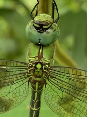 Coryphaeschna