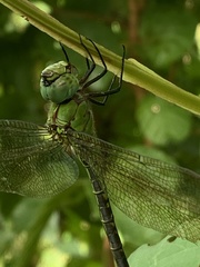 Coryphaeschna