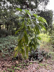 Alstonia macrophylla