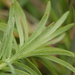 Peronospora cyparissiae - Photo (c) bjoerns, algunos derechos reservados (CC BY-SA), subido por bjoerns