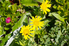 Arnica unalaschcensis