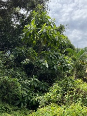 Alstonia macrophylla