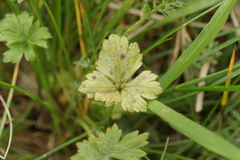 Peronospora hiemalis