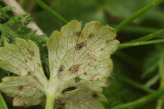 Peronospora hiemalis