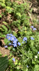 Myosotis sylvatica