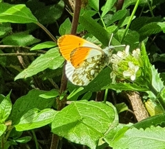 Anthocharis cardamines