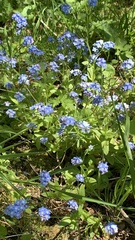 Myosotis sylvatica