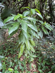 Alstonia macrophylla
