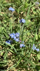 Myosotis sylvatica