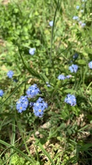 Myosotis sylvatica