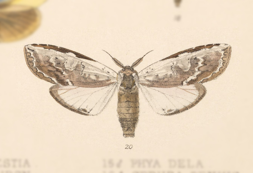 Lirimiris lignitecta