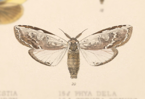 Lirimiris lignitecta