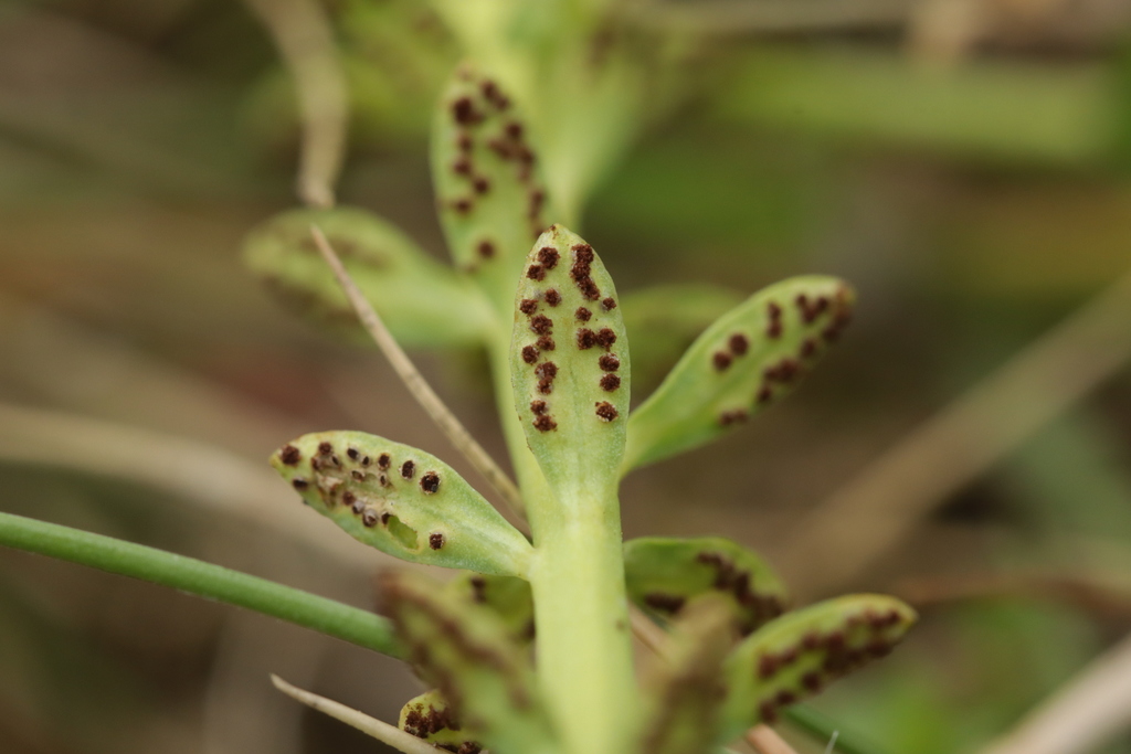 Uromyces scutellatus