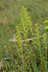 Uromyces scutellatus