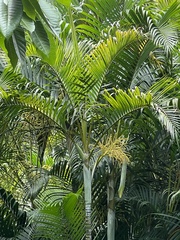 Dypsis lutescens