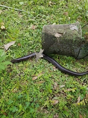 Amphiuma tridactylum