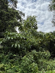 Alstonia macrophylla