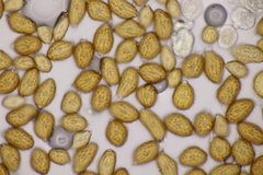 Uromyces scutellatus