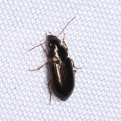 Selenophorus