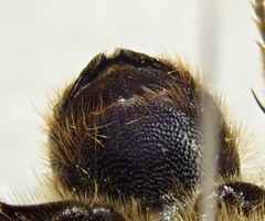 Osmia latreillei