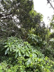Alstonia macrophylla