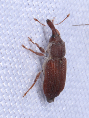 Magdalis armicollis