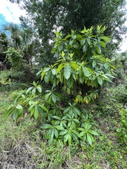 Alstonia macrophylla