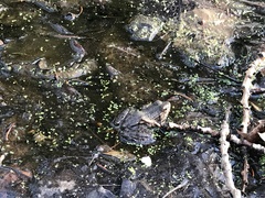Pelophylax