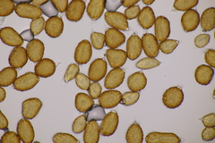 Uromyces scutellatus