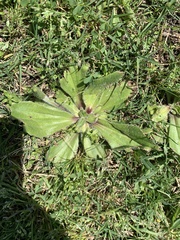 Plantago raoulii