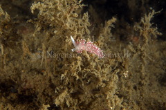 Carronella pellucida