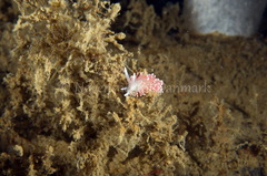 Carronella pellucida