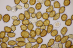 Uromyces scutellatus