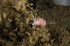 Carronella pellucida