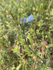 Echium parviflorum