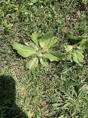 Plantago raoulii