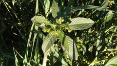 Caperonia castaneifolia