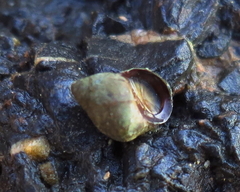 Melarhaphe neritoides