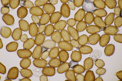 Uromyces scutellatus