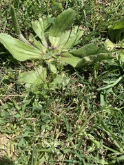 Plantago raoulii