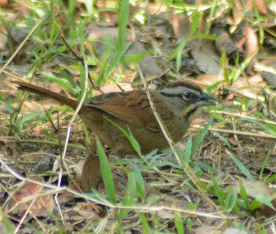 Rusty Sparrow