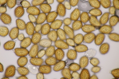 Uromyces scutellatus