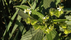 Caperonia castaneifolia