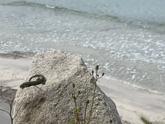 Podarcis muralis colosii