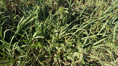 Caperonia castaneifolia