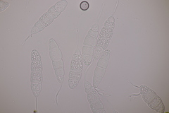 Mastigosporium album