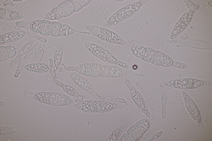 Mastigosporium album
